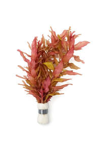 Rotala macrandra (Giant Red Rotala)