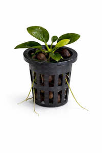 Plants: Anubias barteri var. nana