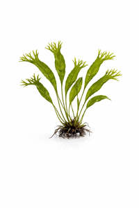 Plants: Microsorum pteropus (Windeløv Java Fern)