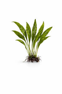 Microsorum pteropus (Broad Leaf Java Fern)