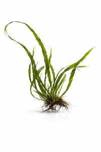Microsorum pteropus (Needle Leaf Java Fern)