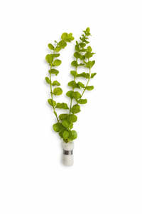 Lysimachia nummularia 'Aurea' (Gold Moneywort)