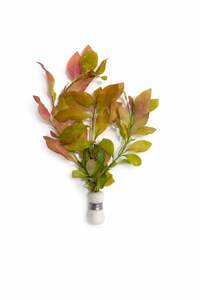 Ludwigia repens