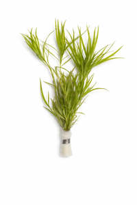 Plants: Heteranthera zosterifolia (Stargrass)