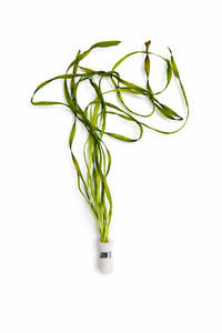 Vallisneria spiralis ‘Torta’ (Twisted Vallisneria)