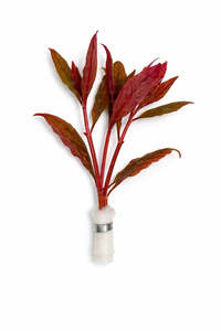 Plants: Alternanthera reinecki (True AR)