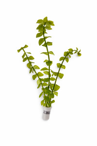 Plants: Bacopa caroliniana (Lemon Bacopa)