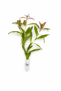 Hygrophila polysperma 'Rosanervig'