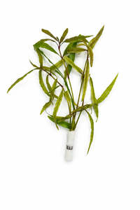 Hygrophila polysperma 'Tiger'