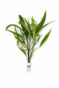 Hygrophila angustifolia (Willow Hygro)