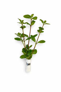 Hygrophila difformis (Water Wisteria)