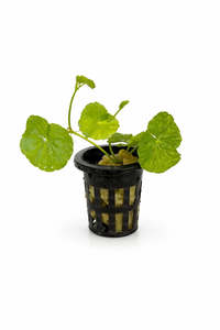 Plants: Hydrocotyle leucocephala (Brazilian Pennywort)