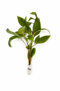 Plants: Hygrophila corymbosa (Cherry Leaf)