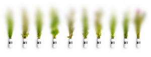 Mystery Value Bundle - 10 Plants