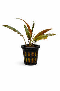 Featured Plants: Cryptocoryne wendtii ‘Brown’