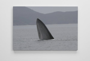 Bryde’s whale canvas