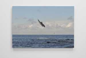Bottlenose dolphin canvas 2
