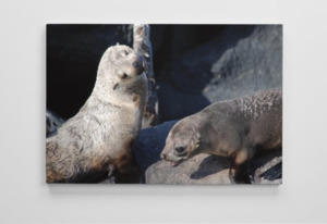 Fur seal canvas