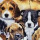 Pretty Pooch’s (Kids)