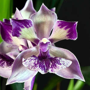 Zygopetalums: Zns. Cynosure 'Blue Bird' x Z. Big Country