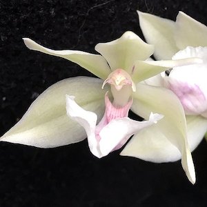 Zygopetalums: Zns. Cynosure 'Dove of Peace'