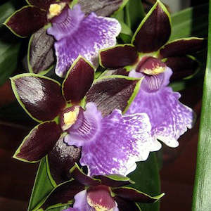 Z. Kiwi Susan x (mackayi x Alan Greatwood)