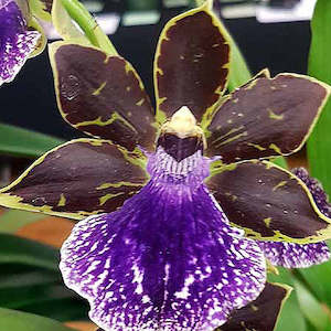 Z. Kiwi Susan x Npp. Adelaide Jester