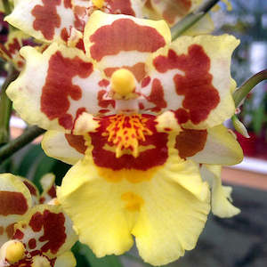 Oncidiums: Nhc. Parquet 'Uptown Girl' (syn. Odontocidium)