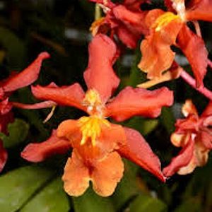 Ons. Aloha Sparks 'Halloween' (syn. Wilsonara)