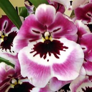 Mps. Rubenesque 'Brockton' (syn. Miltonia) (Pansy Orchid)