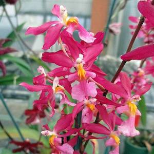 Oncidiums: Onc. Charlesworthii (1910)