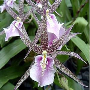 Brat. Charles M. Fitch 'Izumi'