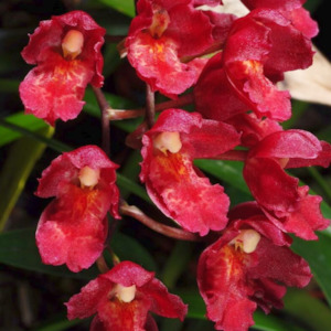 Oncidiums: Lsz. Lava Burst 'Puanani' AM/AOS