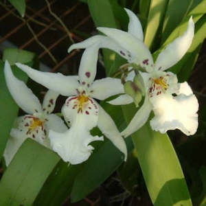 Alcra. Winter Wonderland 'White Fairy'