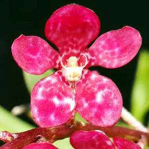 Sarcochilus: Sarco. Karla (Fairy x Zoe)