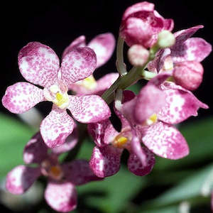 Sarcochilus: Sarco. fitzgeraldii var. aemulus 'Bee'