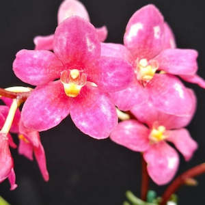 Sarcochilus: Sarco. Nabiac