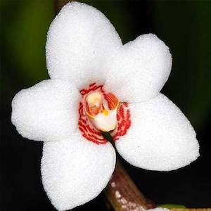Sarcochilus: Sarco. hartmannii x Heidi (peloric)