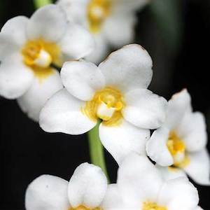 Sarcochilus: Sarco. hartmannii