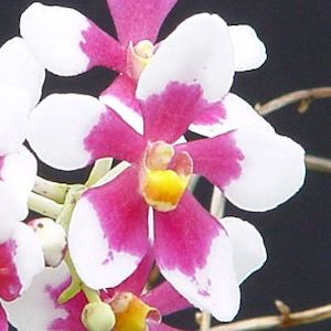 Sarcochilus: Sarco. fitzgeraldii