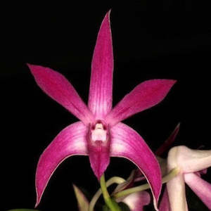Dendrobiums: Den. Crazy Diamond (Glenn Star  x speciosum)