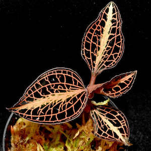 Other Genera: Anoectochilus roxburghii 'Golden Heart' (FLASK)
