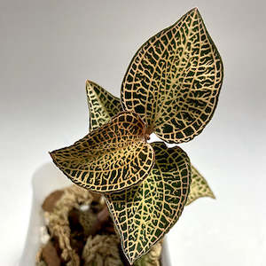 Anoectochilus roxburghii 'Gold Vein Type' (FLASK)
