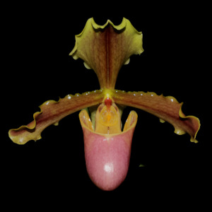 Other Genera: Paph. x herrmannii