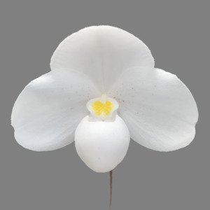 Other Genera: Paph. thaianum x sib