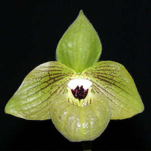 Other Genera: Paph. Regcan Sanfan (malipoense x micranthum)