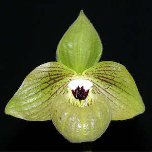 Paph. malipoense 'Bear 97' x 'Super Bear'