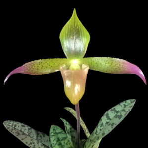 Paph. lunatum x sib