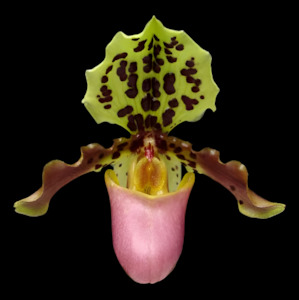 Paph. henryanum x sib