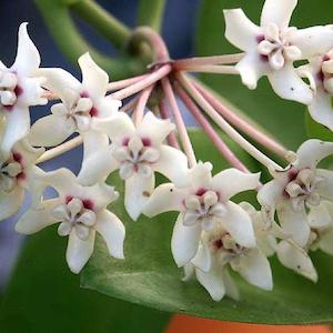 Hoyas: Hoya australis